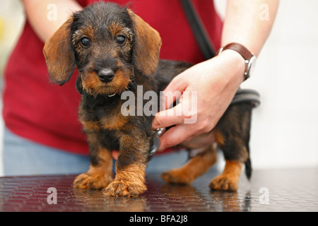 Dachshund, Dackel, Haushund (Canis Lupus F. Familiaris), tierärztliche Examins den Herzschlag eines neun Wochen alten Welpen, Stockfoto