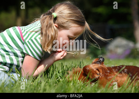 Dachshund, Dackel, Haushund (Canis Lupus F. Familiaris), junges Mädchen bläst die Früchte des Löwenzahn angesichts der ihr Stockfoto