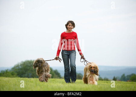 Afghanistan Windhund, Afghanischer Windhund (Canis Lupus F. Familiaris), Mädchen mit ihren zwei an der Leine Hunde auf einer Wiese, Deutschland Stockfoto