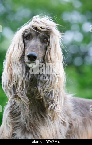 Afghanistan Windhund, Afghanischer Windhund (Canis Lupus F. Familiaris), Porträt, Deutschland Stockfoto