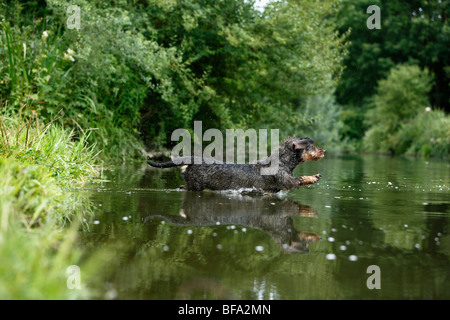 Rauhaar Dackel, Rauhhaar Dackel, Haushund (Canis Lupus F. Familiaris), springen ins Wasser, Deutschland Stockfoto