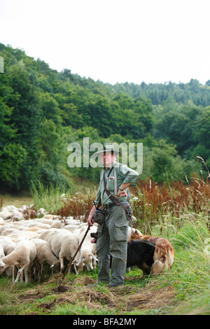 Gelbbacke (Canis Lupus F. Familiaris), Hirte in seiner Schafherde mit eine Gelbbacke und ein Harzer Fox, zwei alte deutsche sheepdo Stockfoto