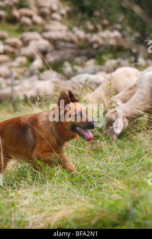 Harzer Fuchs, Harzer Fox (Canis Lupus F. Familiaris), ein Tier von dieser alten deutschen Schäferhund Geher in eine Wiese beobachten Stockfoto