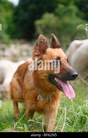 Harzer Fuchs, Harzer Fox (Canis Lupus F. Familiaris), ein Tier von dieser alten deutschen Schäferhund Geher in eine Wiese beobachten Stockfoto