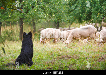 Gelbbacke (Canis Lupus F. Familiaris), sitzen auf der Wiese gerade über eine Herde Schafe Stockfoto