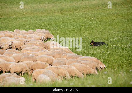 Gelbbacke (Canis Lupus F. Familiaris), sitzen auf der Wiese gerade über eine Herde Schafe Stockfoto