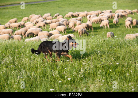 Gelbbacke (Canis Lupus F. Familiaris), läuft auf einer Wiese, die gerade über eine Herde Schafe Stockfoto