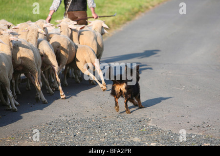 Gelbbacke (Canis Lupus F. Familiaris), Hirte führt seine Schafherde über eine schmale asphaltierte Straße durch Wiesen und fores Stockfoto