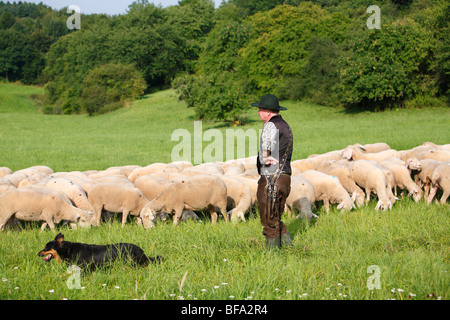 Gelbbacke (Canis Lupus F. Familiaris), Hirte in seiner Herde von Schafen mit einer Gelbbacke, einer alten deutschen Schäferhund, sichern ein si Stockfoto