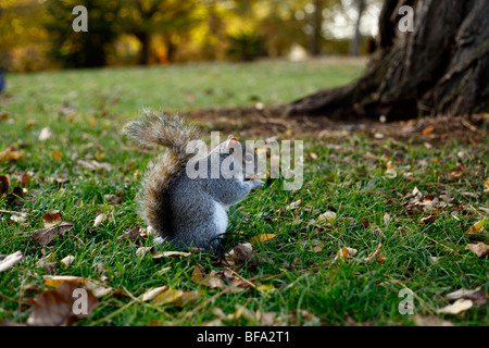 Eichhörnchen Sie im Hyde Park London uk Stockfoto