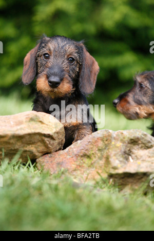 Dachshund, Dackel, Haushund (Canis Lupus F. Familiaris), Welpen auf Steinen, Deutschland Stockfoto