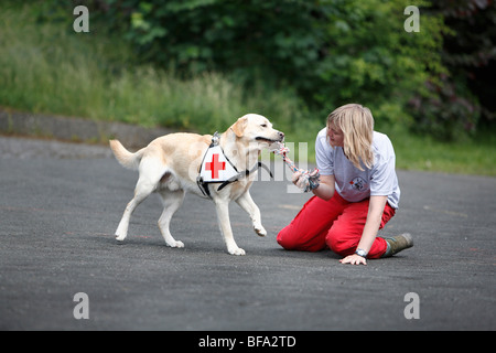 Labrador Retriever (Canis Lupus F. Familiaris), spielen mit einer Schnur von einer jungen Frau als Rettungshund ausgebildet Stockfoto