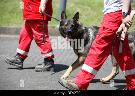 Deutscher Schäferhund (Canis Lupus F. Familiaris), zu Fuß an der Leine nach der Ausbildung als Rettungshund Stockfoto