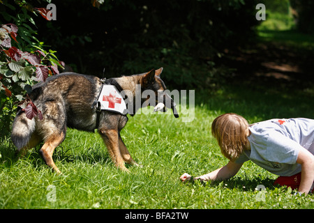 Deutscher Schäferhund (Canis Lupus F. Familiaris), von einer jungen Frau als Rettungshund ausgebildet Stockfoto