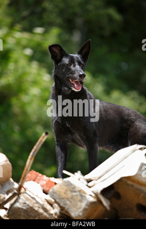 Mischling Hund (Canis Lupus F. Familiaris), ein Tier aus einer Rettungseinheit Hund auf der Suche nach fehlenden Personen auf einem Haufen baugewerblicher Stockfoto