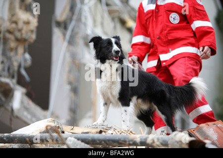 Rasse Hund (Canis Lupus F. Familiaris) gemischt, Collie-Terrier-Mix, Rettungshund, die auf der Suche nach Personen auf einem Haufen des Konstrukts verpasst Stockfoto