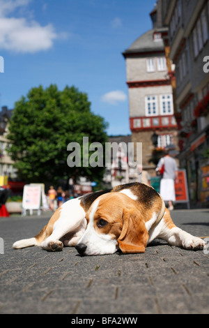 Beagle (Canis Lupus F. Familiaris), auf dem gepflasterten Boden einer Fußgängerzone, an der Leine Stockfoto