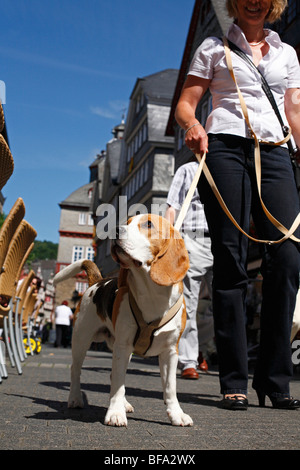 Beagle (Canis Lupus F. Familiaris), an der Leine Tier gehen durch eine Fußgängerzone mit Herrin Stockfoto