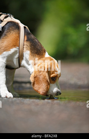 Beagle (Canis Lupus F. Familiaris), an der Leine Hund aus einer Pfütze zu trinken Stockfoto