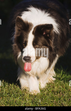 Border Collie, Wandern, North Carolina, USA Stockfoto