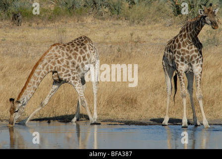 Stock Foto von zwei Giraffen an einem Wasserloch, Botswana. Stockfoto