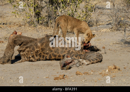 Stock Foto von einem jungen Löwen Fütterung auf eine Giraffe Karkasse. Stockfoto