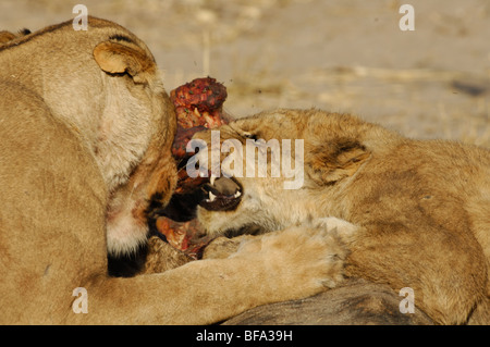 Stock Foto von einem jungen Löwen Fütterung auf eine Giraffe Karkasse. Stockfoto