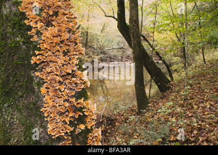 Polypore Pilzzucht (Trichaptum SP.), Baum, Raven Rock State Park, Lillington, North Carolina, USA Stockfoto