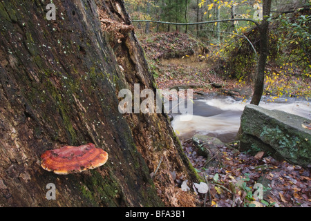 Senf-gelb Polypore (Phellinus Gilvus) auf toter Baum, Rolesville Mühlteich natürliche Umgebung, North Carolina, USA Stockfoto