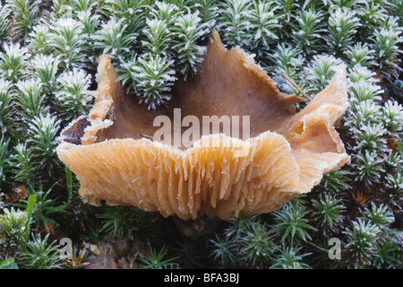 Polypore Pilz auf glänzende Bärlappen (Lycopodium Lucidulum), Rolesville Mühlteich Naturgebiet, Rolesville, North Carolina, USA Stockfoto