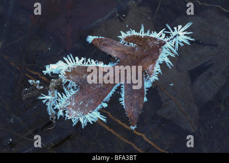 Östlichen schwarz Eiche (Quercus Velutina), Blatt umrandeten bei Frost auf zugefrorenen Teich, Lillington, North Carolina, USA Stockfoto