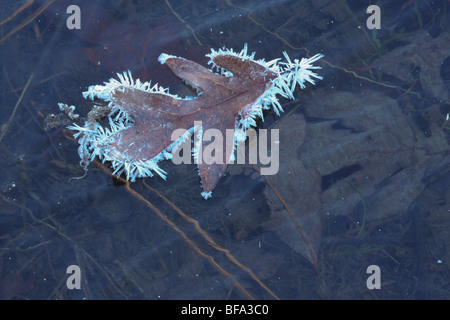 Östlichen schwarz Eiche (Quercus Velutina), Blatt umrandeten bei Frost auf zugefrorenen Teich, Lillington, North Carolina, USA Stockfoto
