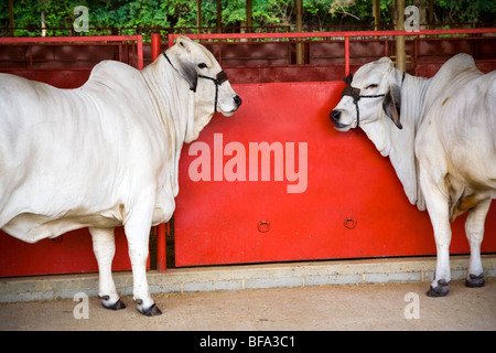 Zwei weiße Brahman Rinder auf einer Kirmes. Stockfoto