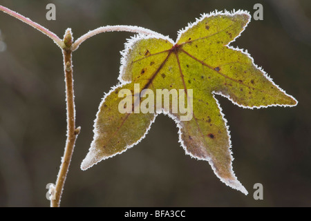 Amerikanisches Sweetgum (Liquidambar Styraciflua), Blatt Frost bedeckt, Lillington, North Carolina, USA Stockfoto
