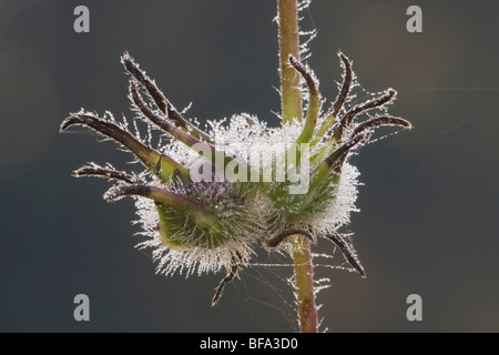 Blumen Samen Frost bedeckt, Angier, North Carolina, USA Stockfoto