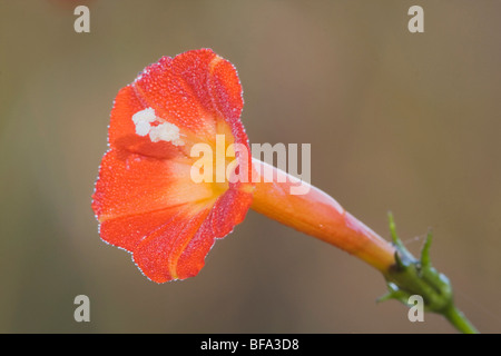 Zypresse-Rebe (Ipomoea Quamoclit), Frost bedeckt, Howell Woods Environmental Learning Center, vier Eichen, North Carolina, USA Stockfoto