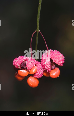 Erdbeere-Bush (Euonymus Americanus), Samenkapsel, Raven Rock State Park, Lillington, North Carolina, USA Stockfoto