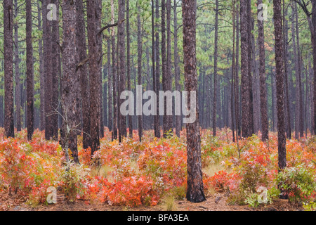 Scarlet Oak und Longleaf Pine, Herbstfarben, Weymouth Woods Sandhills Naturschutzgebiet, Southern Pines, North Carolina, USA Stockfoto