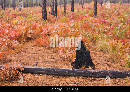 Scarlet Oak und Longleaf Pine, Herbstfarben nach Brand, Weymouth Woods Sandhills, Southern Pines, North Carolina, USA Stockfoto