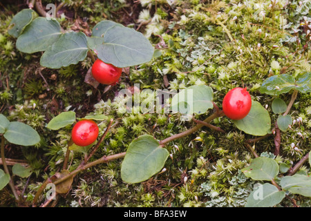 Beerentorte (Mitchella Repens), Beeren, Weymouth Wald-Sandhills Naturschutzgebiet, Southern Pines, North Carolina, USA Stockfoto