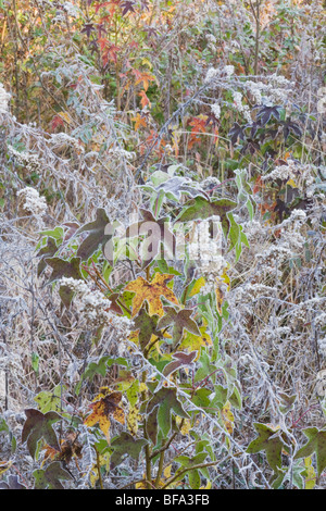 Amerikanisches Sweetgum (Liquidambar Styraciflua), verlässt Frost bedeckt, Lillington, North Carolina, USA Stockfoto