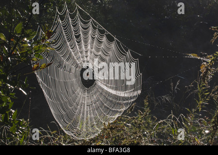 Spinnennetz bedeckt im Tau, Lillington, North Carolina, USA Stockfoto