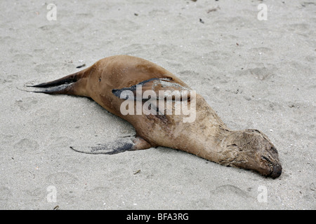 Toten Dichtung am sandigen Strand, Half Moon Bay, Kalifornien liegen. Stockfoto
