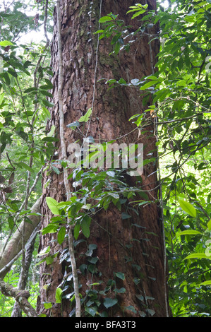 Brasilianische Zeder (Cedrelinga Catenaeformis) Stamm unter Vegitation Iwokrama Rainforest Guayana Schild Guyana in Südamerika Oktober Stockfoto