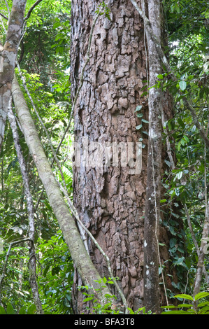 Brasilianische Zeder (Cedrelinga Catenaeformis) Stamm unter Vegetation Iwokrama Rainforest Guayana Schild Guyana in Südamerika Oktober Stockfoto