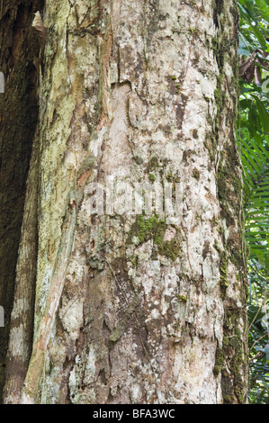 GreenHeart (Chlorocardium Rodiei) close-up Rinde Iwokrama Rainforest Guayana Schild Guyana in Südamerika Oktober Stockfoto