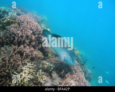 Korallen und Fische einschließlich Maori Wrasse im Manta Ray Bay, Hook Island, Whitsunday Islands Nationalpark, Queensland, Australien Stockfoto