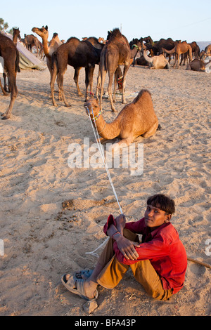 Junge Seile halten, ein Kamel auf der Camel Fair in Pushkar Indien Stockfoto