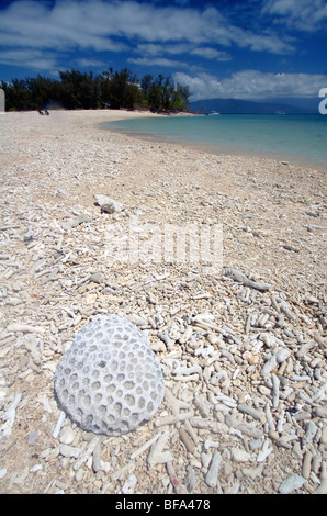 Koralle Schutt Strand auf Russell Island, Frankland Islands National Park, Great Barrier Reef Marine Park, Queensland, Australien Stockfoto