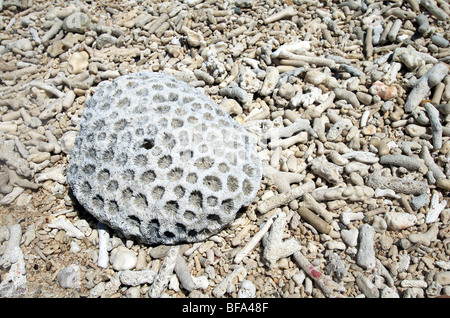 Detail der Koralle Schutt Strand auf Russell Island, Frankland Islands National Park, Great Barrier Reef Marine Park, Australien Stockfoto